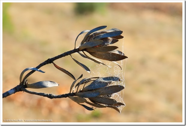 160813_UCSC_Arboretum_032