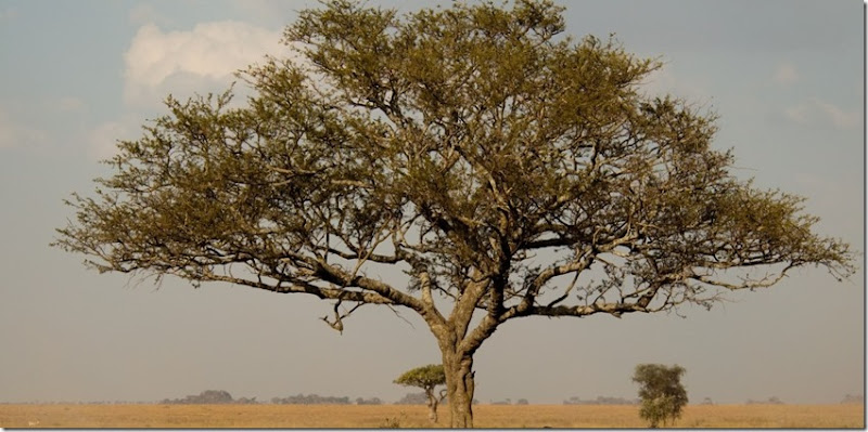 ACACIAS AFRICANAS ACACIAS AFRICANAS