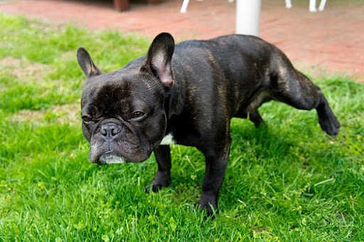 dog-training photo:service dog training schools 