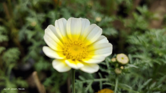 white yellow flower blur wallpaper hd nature background