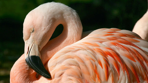 Chilean Flamingo.jpg