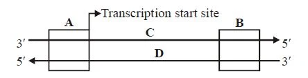 Transcription: Synthesis of RNA