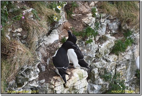 Bempton Cliffs - May