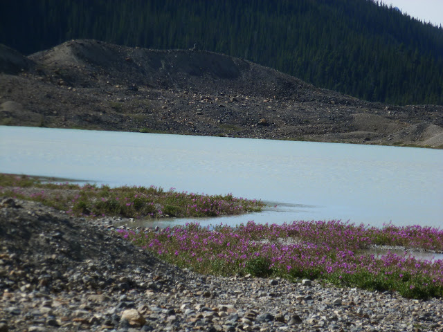 Icefields Parkway. Llegada a Jasper. 5 de Julio - LAS ROCOSAS DE CANADA. YELLOWSTONE Y GRAND TETON. (42)