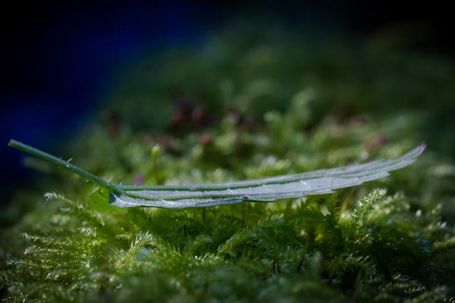 the leaf in grass