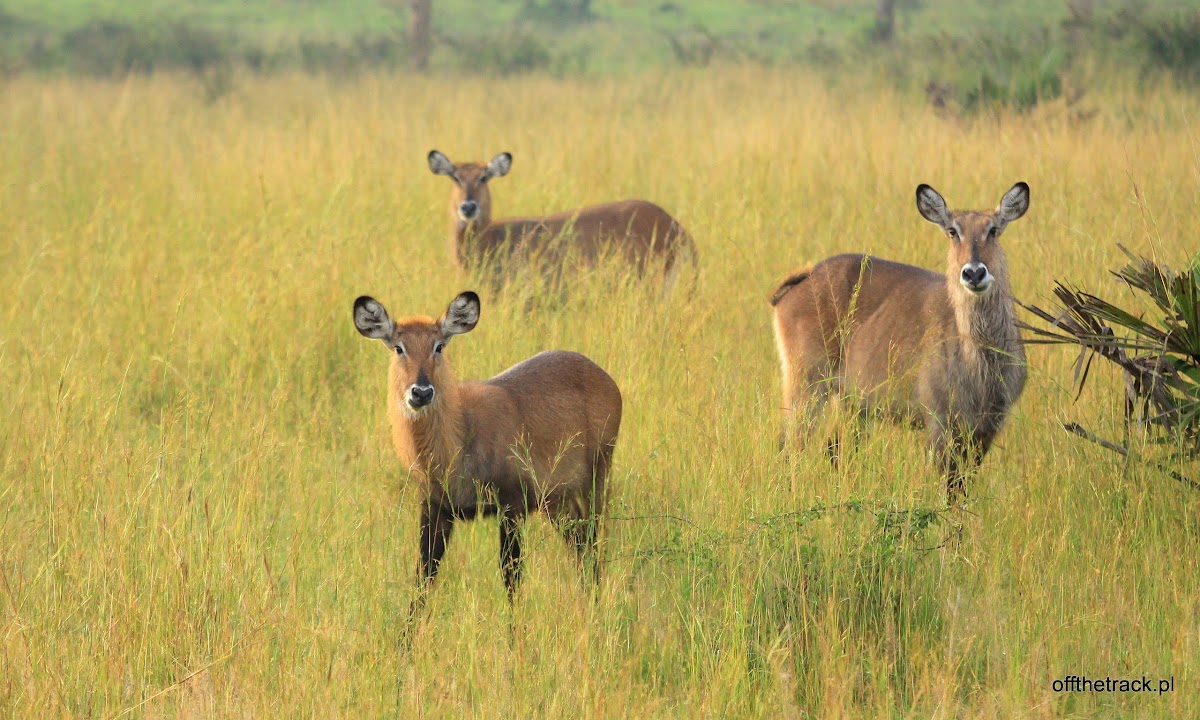 Antylopy Kob waterbuck w wysokiej trawie, park narodowy Murchison Falls, Uganda