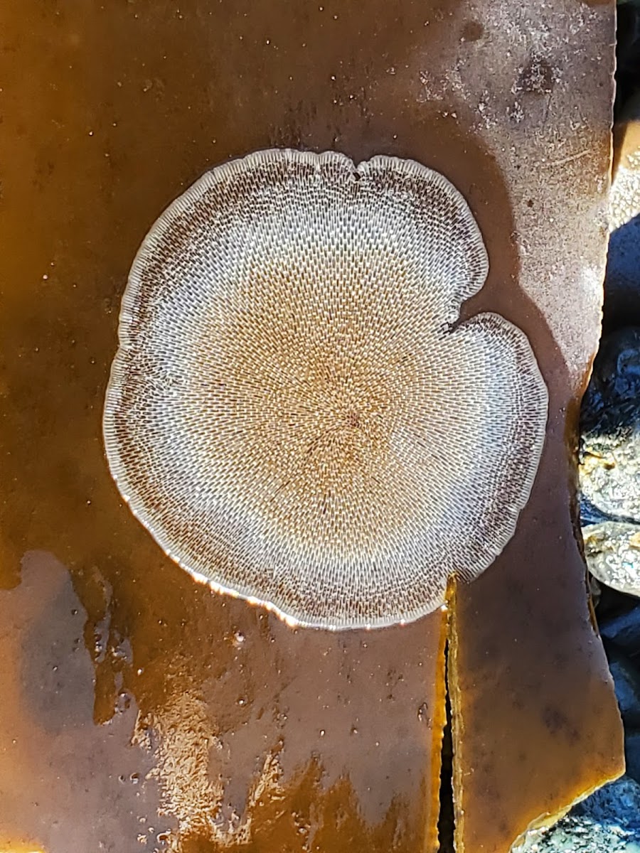 Lacy crust bryozoan