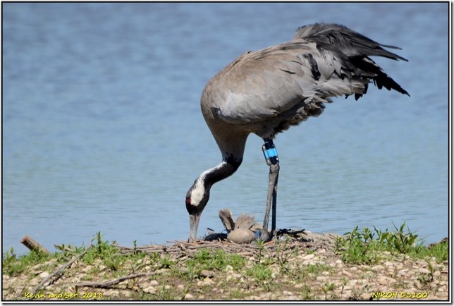 Slimbridge WWT - June