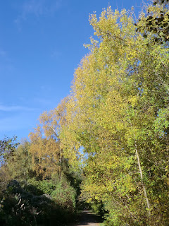 CIMG9278 Autumn colours on the Forest Way