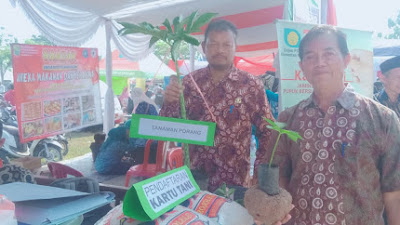 Karawang Mulai Kembangkan Porang, Kabid Edi : Siap Tanam 25 Hektar di Manggungjaya