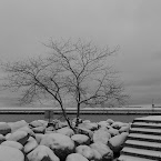 Tree. 140220120001.jpg