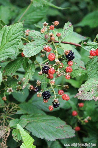 Wild blackberries on the vine