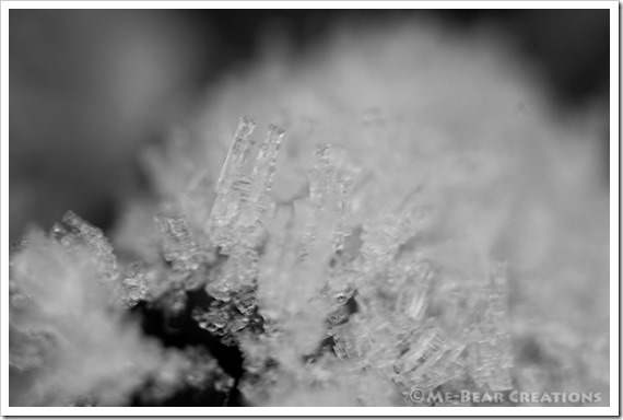 Frost_macro_01_BW