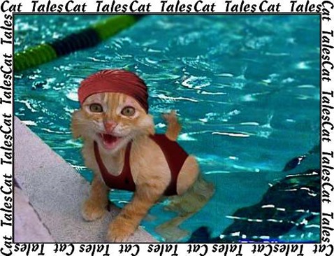 swimming cat