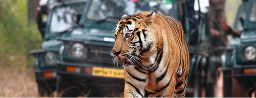 Jeep Safari Charges Costs Rates Timings Bandhavgarh, 116, Golbro Complex, Near Petrol Pump, Tala Bandhavgarh Wildlife Sanctuary, Bandhavgarh National Park, Bandhavgarh Tiger Reserve, Bandhavgarh, Madhya Pradesh 484664, India, Sightseeing_Tour_Operator, state MP