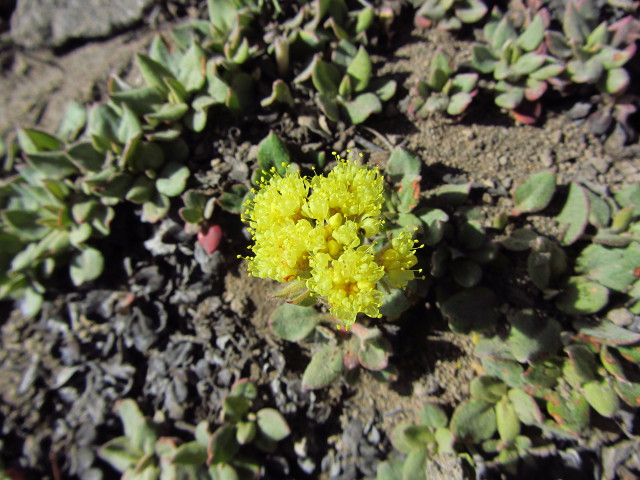 little yellow flowers