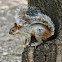 Variegated Squirrel