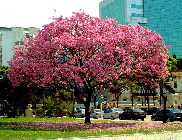 Cristiane falando de... : Que tenhamos olhares para as árvores floridas nas  ruas... Bom dia meus queridos! ♥