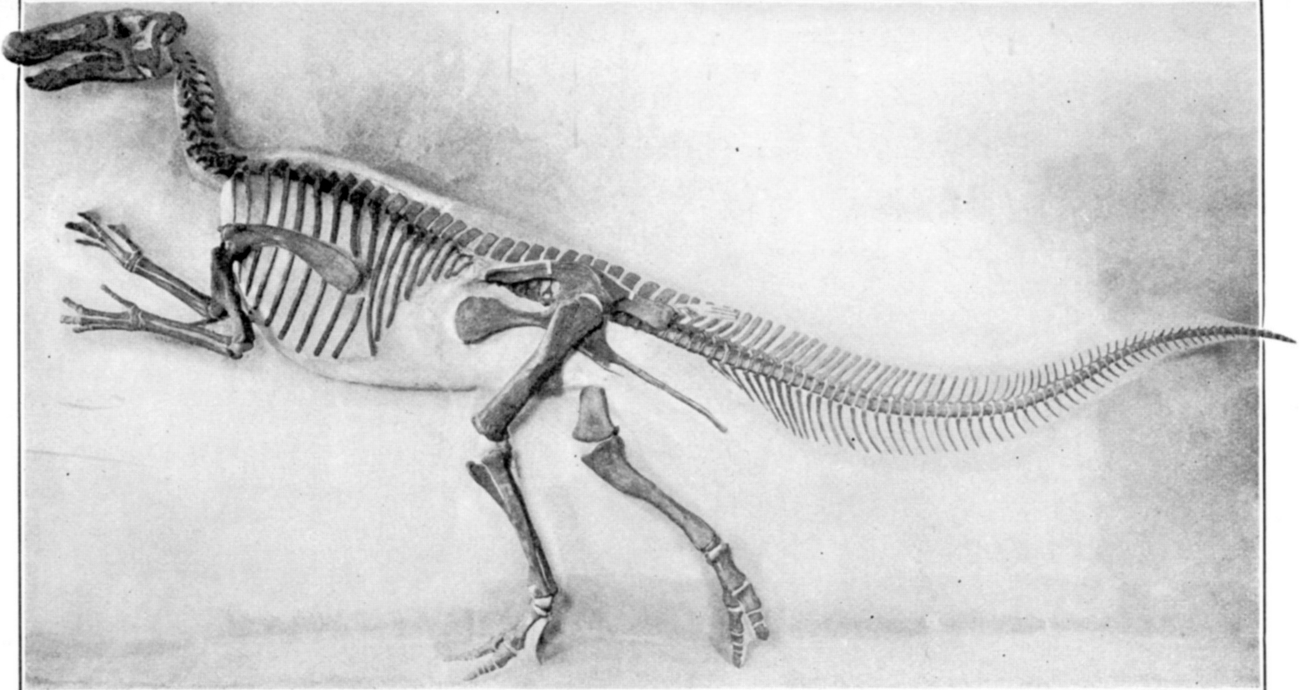 파일:external/upload.wikimedia.org/Mounted_Edmontosaurus.jpg