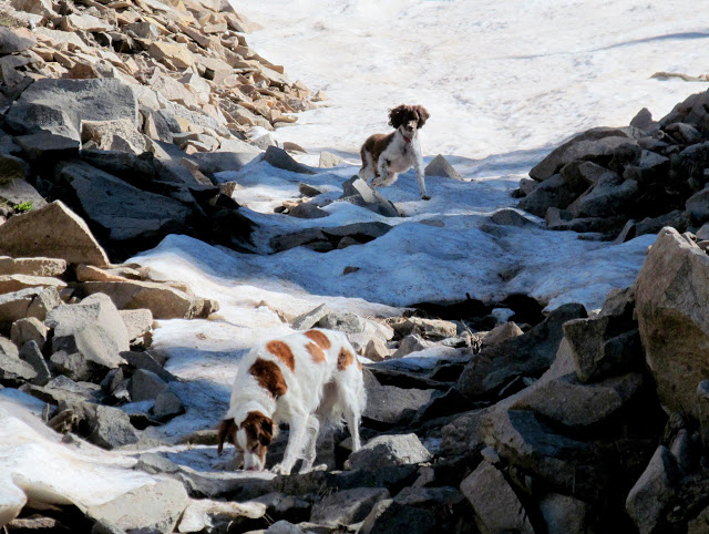 Puppies playing on the packed powder