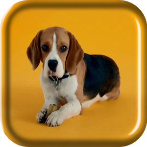 Beagle Puppy Live Wallpaper.apk 2.0