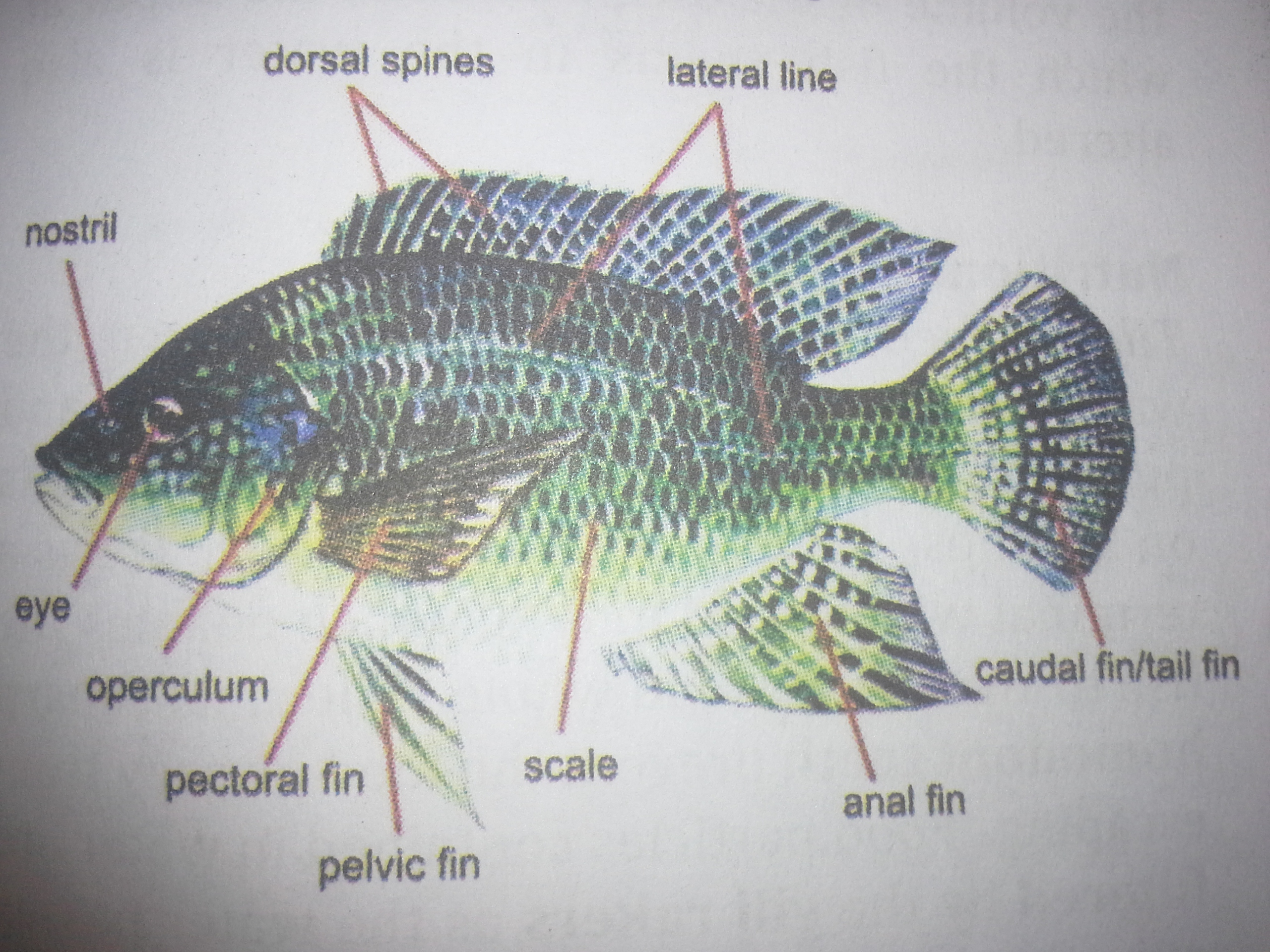 WTF - Woman born without vagina gets one made out of fish ... tilapia fish label diagram 