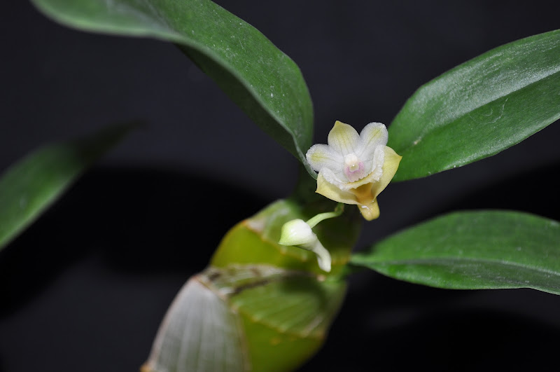 Dendrobium lamellatum DSC_0026