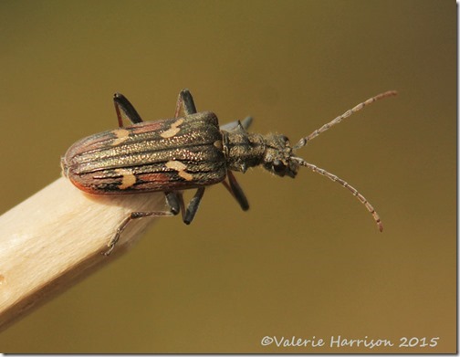 13-two-banded-longhorn