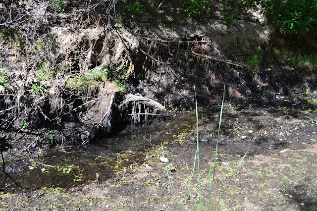 mud puddle, not too slimy