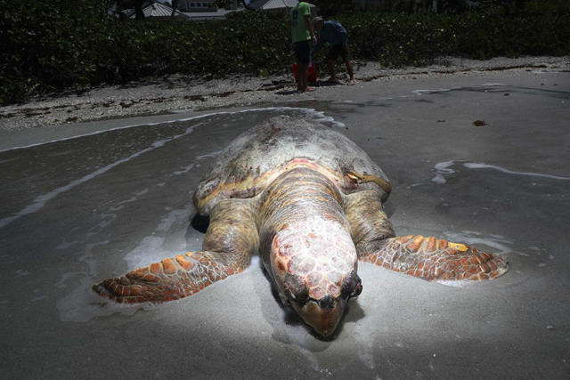 A large dead male loggerhead sea turtle lays on a Sanibel Beach on Wednesday, 25 July 2018. In the background is Rick Bartleson and Jack Brzoza from the Sanibel Captiva Conservation Foundation. They were taking samples and measurements of the carcass. A large number of sea turtles are washing up on Sanibel and Captiva beaches. It is believed that they are succumbing to red tide poisoning. Bartleson says this is the worst red tide bloom since 2006. Photo: Andrew West / The News-Press