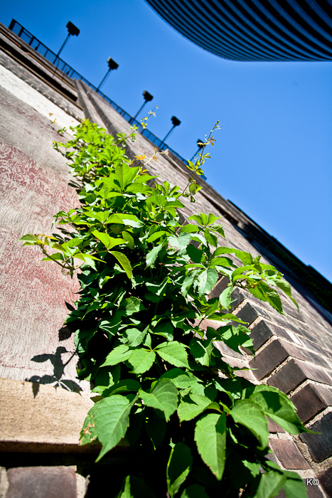 IMAGE: https://lh3.googleusercontent.com/-LrTf1grJMLI/TkVP0UZ4biI/AAAAAAAAWlg/JAddkRe563Y/s800/_MG_0488.jpg