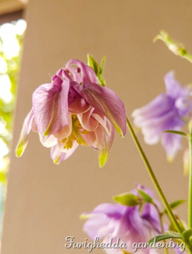 aquilegia 3