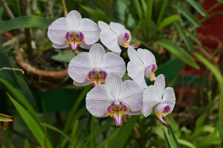 Шри-Ланка: на машине 1 100 км,  фото без комментариев, март-апрель 2013г.