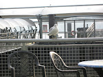 This was my first bird-friend of the day. Here I was waiting at Port Imperial.