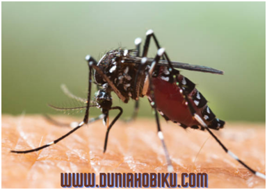 Tanaman Pengusir Nyamuk Didalam Kamar Anti DBD