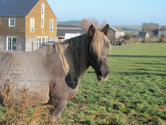 Jument Ardennaise aubère brûlé crins lavés attelée 13 ans 600e [BELGIQUE] Chiots%2525208sem%252520035