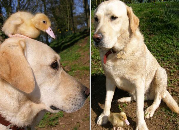 imagenes de amistad de animales - Imágenes Bonitas de Amor Amistad Graciosas y Divertidas