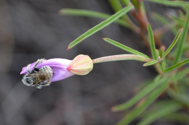 bee hugging a flower