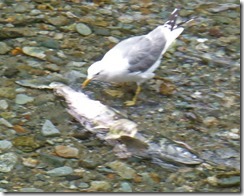 Dead Salmon at Fish Creek Wildlife Observation Site