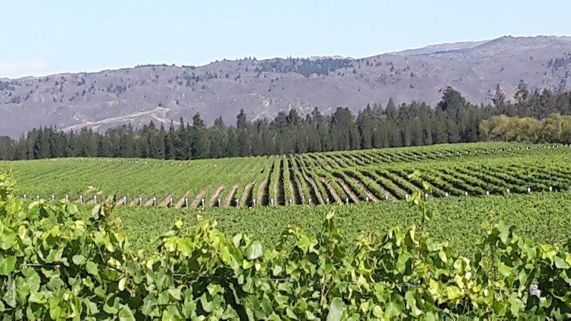 Main image of Immigrants Vineyard