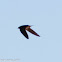 Barn Swallow; Golondrina Común