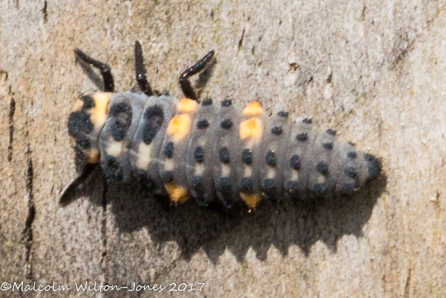 Ladybird larva