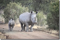 dag 4 pilanesberg naar kilolo 035