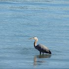 Great blue heron