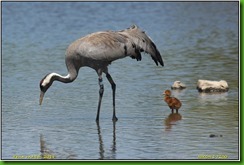 Slimbridge WWT - June