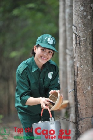 Giá cao su tăng: Tạm mừng! - 5734840ac142d