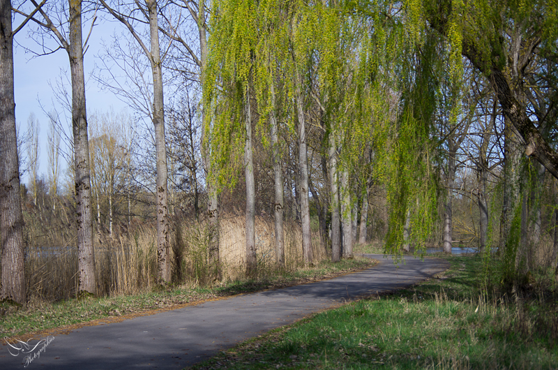 Sur le chemin des étangs. SEBY2351