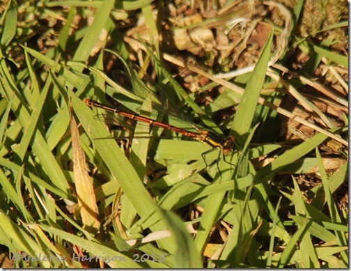 24-Large-red-damselfly