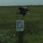 Northern Crested Caracara