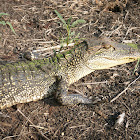 American alligator